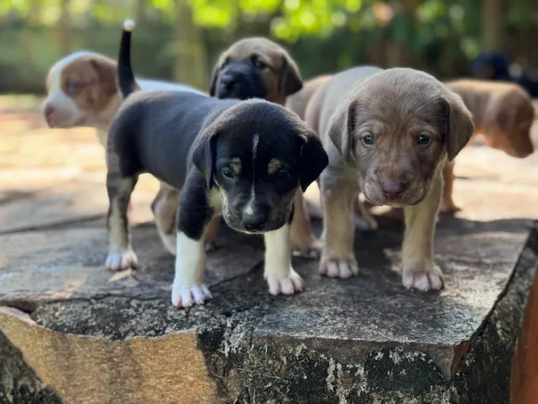 Campanha em Goiânia busca voluntários para acolher cães vítimas de abandono