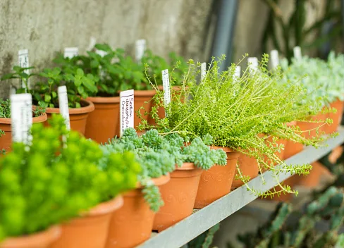 istockphoto 539823792 170667a