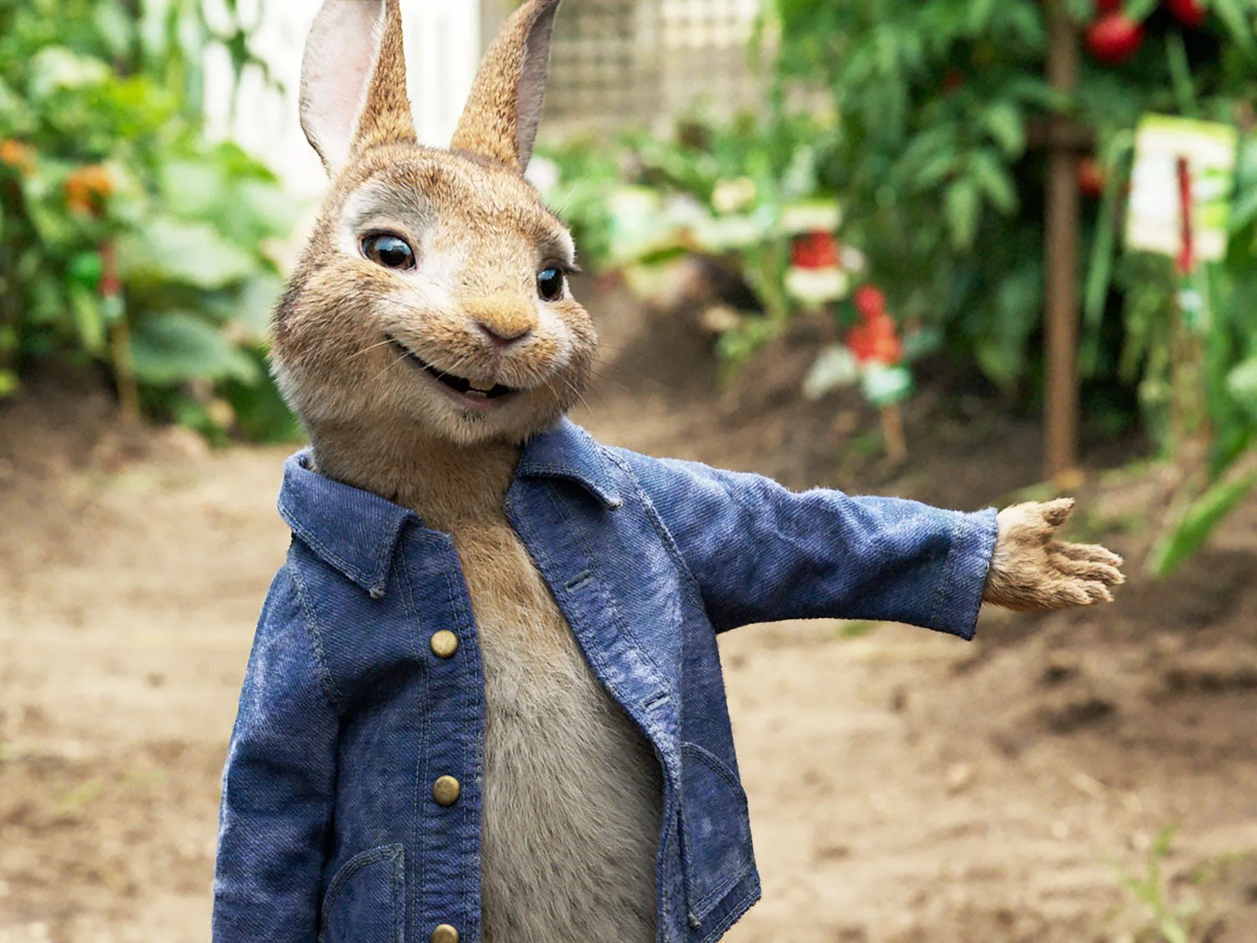 "Peter Rabbit" 
