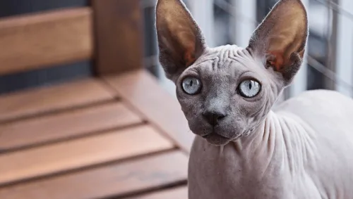 gato e gatos