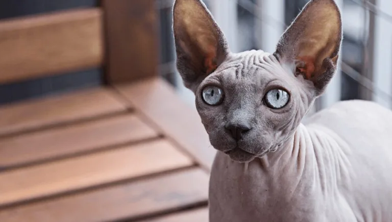 10 raças de gatos que soltam menos pelos
