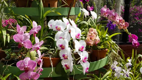 orquídea