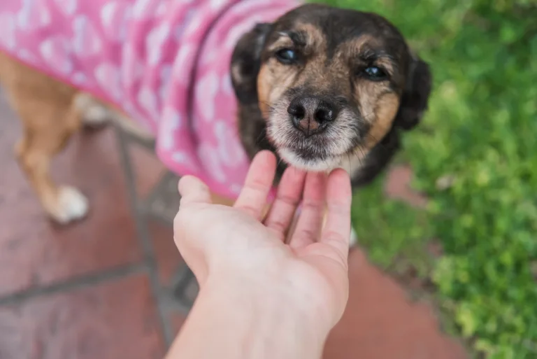 Goiânia recebe campanha de adoção com 25 pets esperando um novo lar