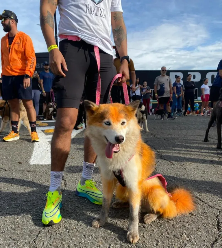Goiânia recebe programação gratuita da 2ª Cãominhada do BPCães