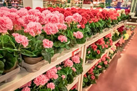 plantas e flores em vasos para venda no mercado florista ou loja 984126 3963