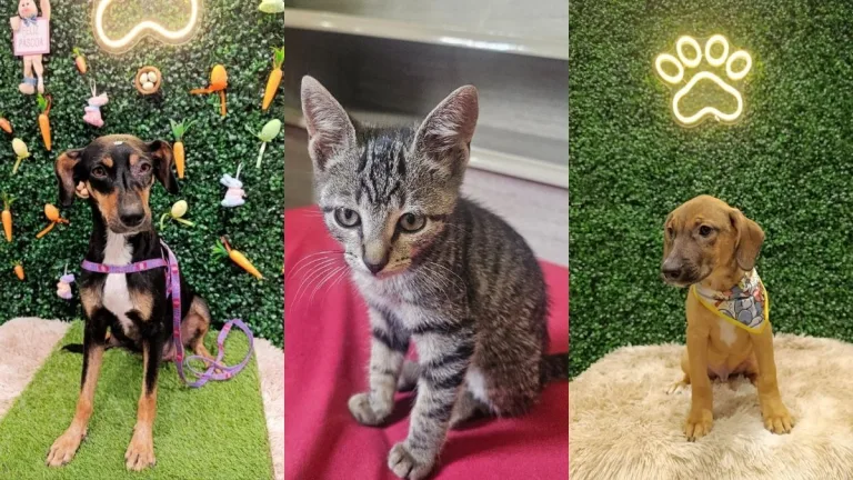 Aparecida de Goiânia recebe evento de adoção com mais de 40 cães e gatos neste fim de semana
