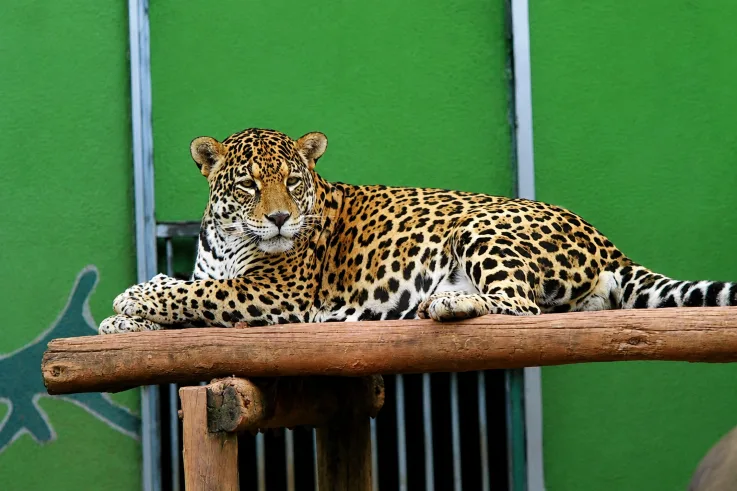Zoológico de Goiânia tem entrada por apenas R$ 5 e vira um dos passeios mais disputados das férias