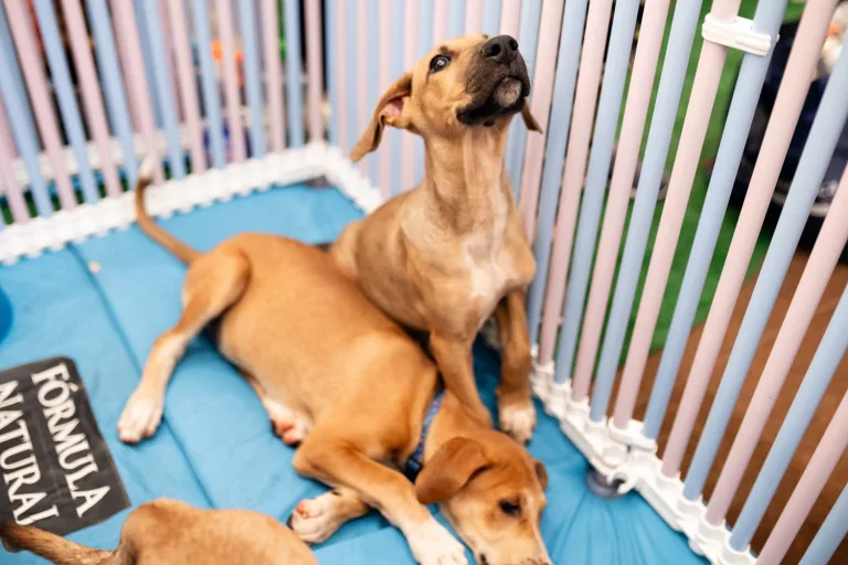 Goiânia recebe feira de adoção com 20 cães à espera de um novo lar neste fim de semana