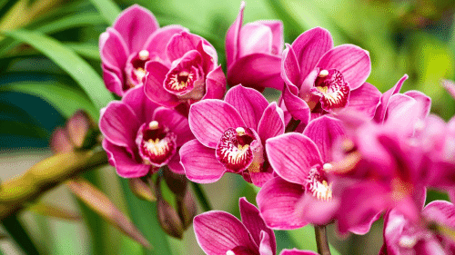 orquídea
