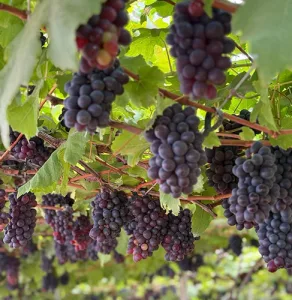 Vinhedo em Goiás abre temporada de colheita com uvas à vontade e piquenique; veja valores e como participar