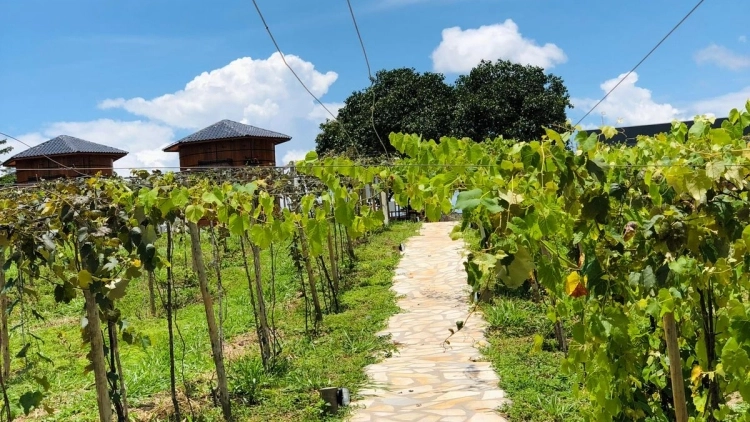 Vinícola Paraíso em Pirenópolis