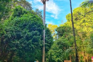 Chapada dos Veadeiros