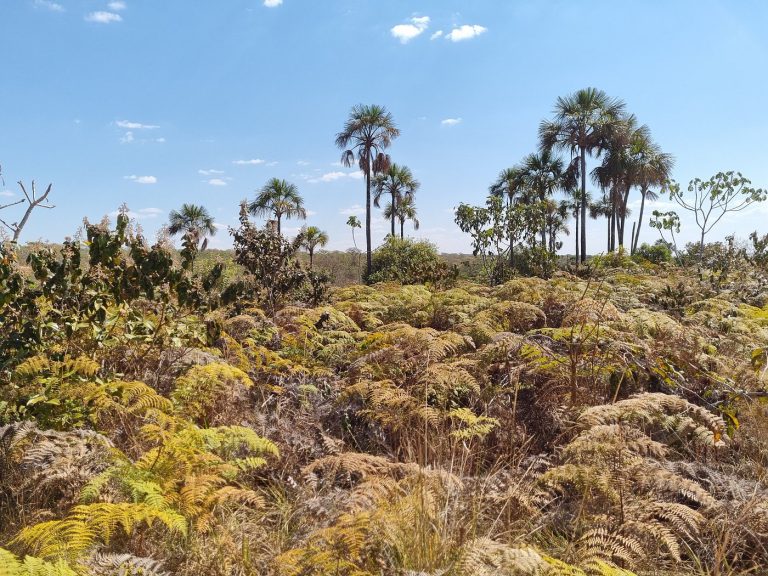 Esse lugar em Goiás é o segredo que seu corpo e mente estavam pedindo há tempos