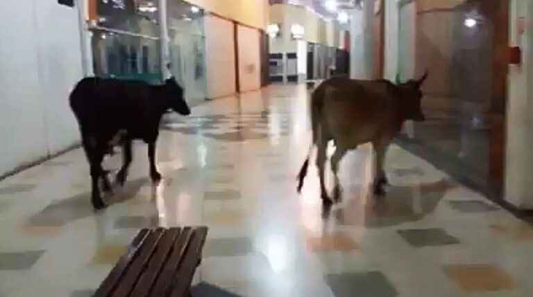 Vacas são flagradas passeando em shopping no interior de Minas Gerais; assista