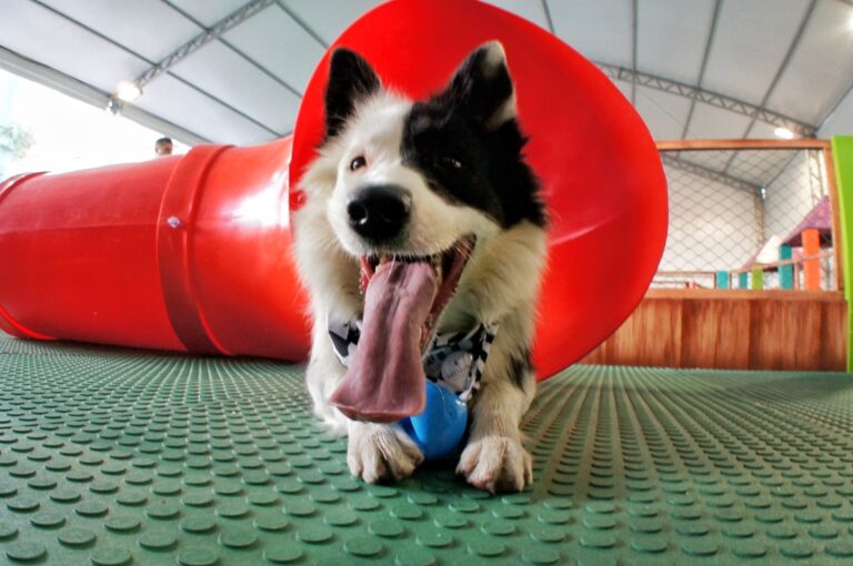 Parque de diversão para cães é atração inédita e gratuita em Shopping de Uberlândia