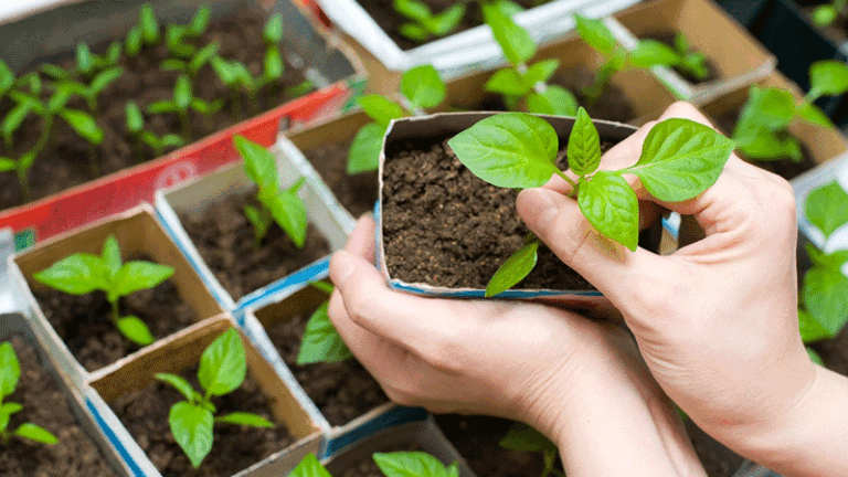 Uberlândia terá encontro para troca e doação de plantas
