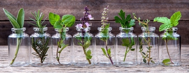 10 plantas para cultivar em água e decorar sua casa sem sujeira - Curta Mais