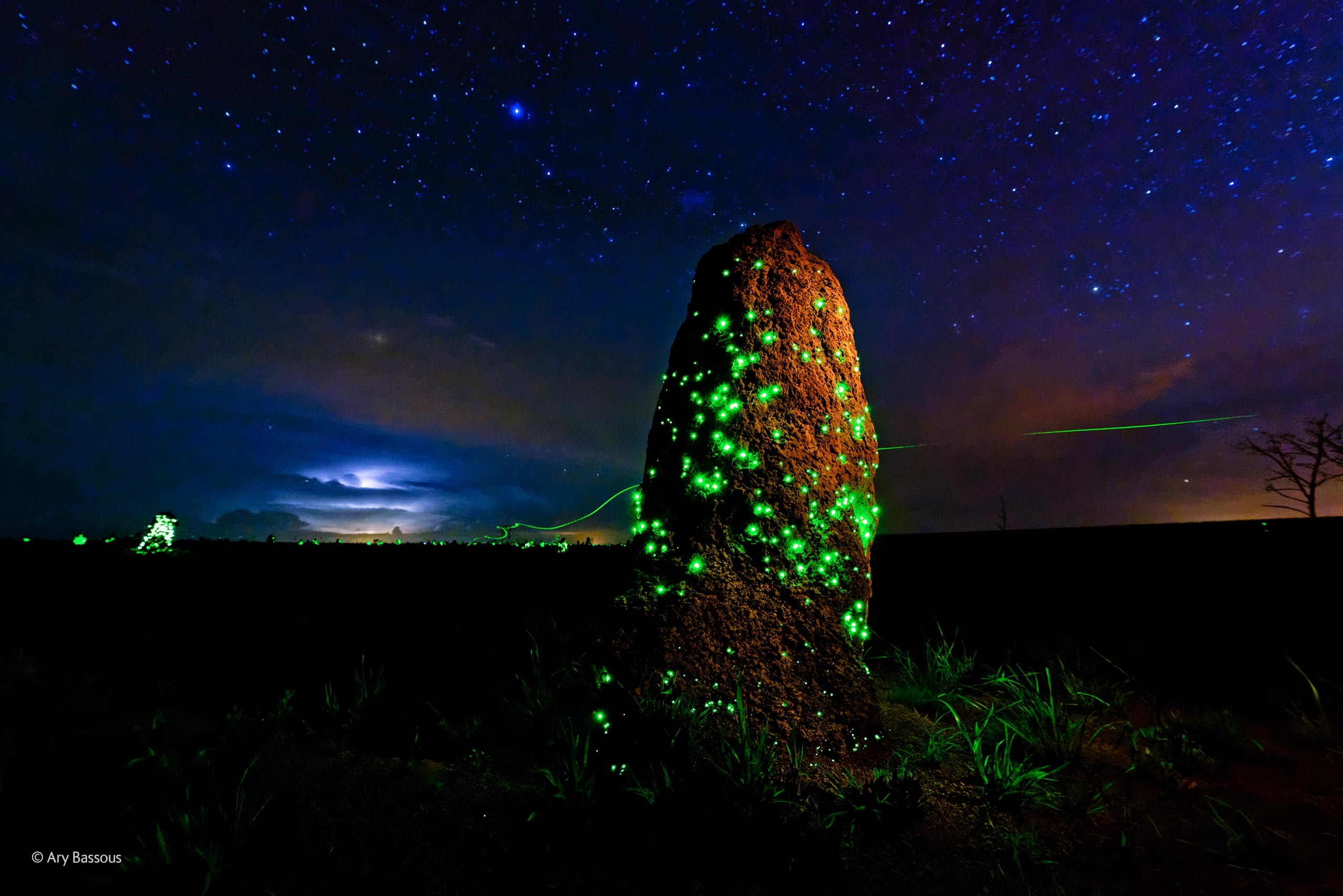 Bioluminescência: o incrível e raríssimo fenômeno que só acontece ...